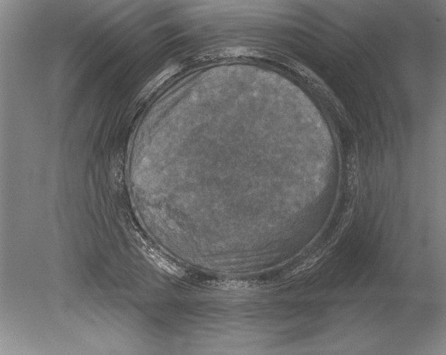 X0000079580785200612301405