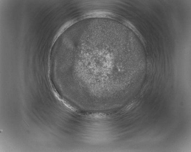 X0000079580994200612301402