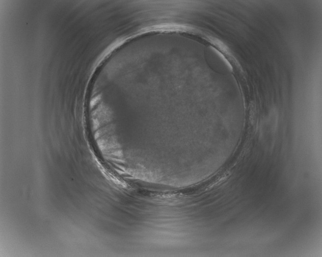 X0000079581229200612301358