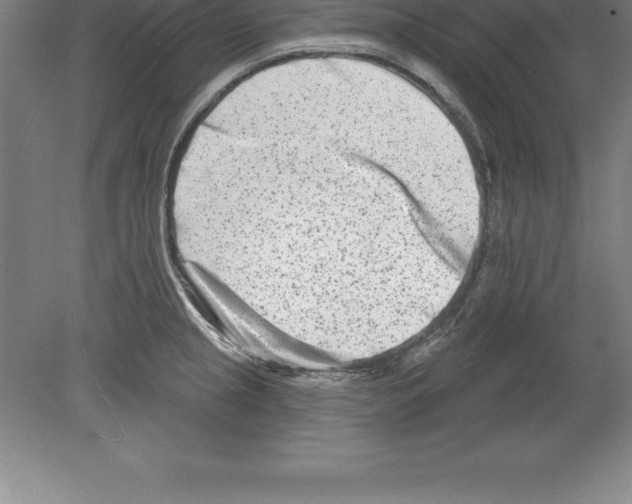 X0000079581237200612301358