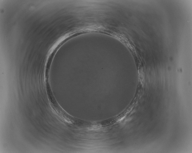 X0000080100196200612081210
