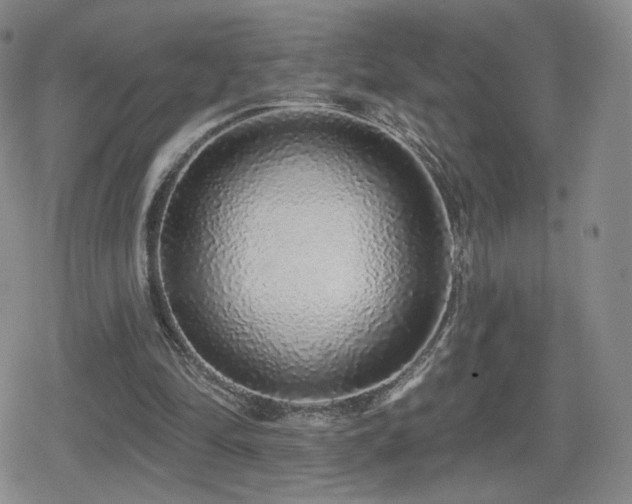 X0000080100294200612081209