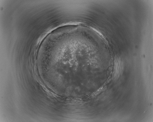 X0000080100337200612081207
