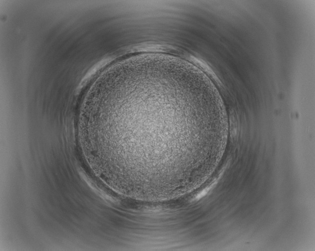 X0000080100349200612081208