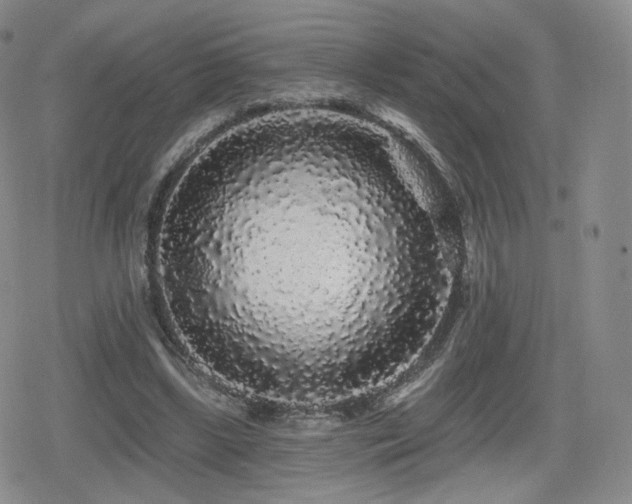X0000080100443200612081206