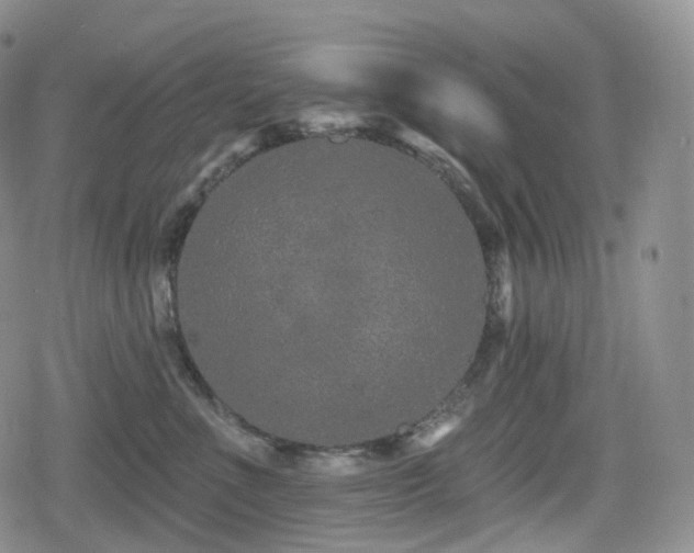 X0000080100523200612081205