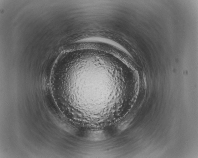 X0000080100651200612081203