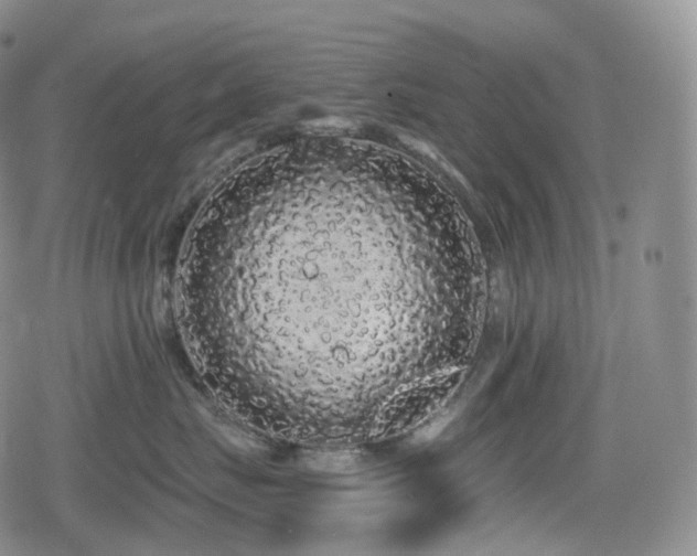 X0000080100671200612081203