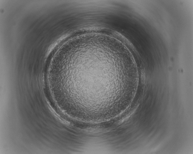 X0000080100725200612081201