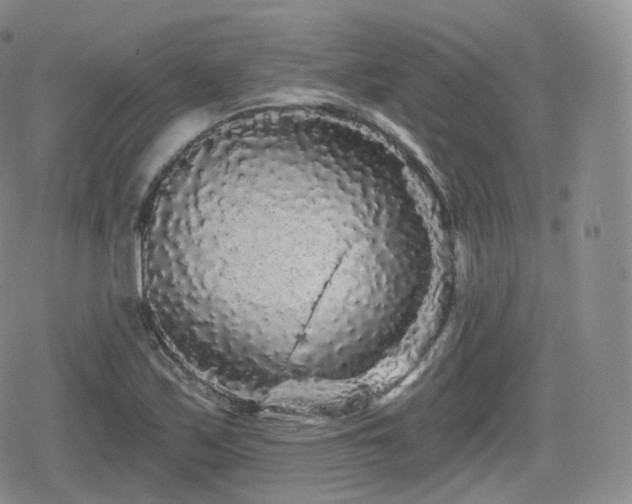 X0000080101171200612081155