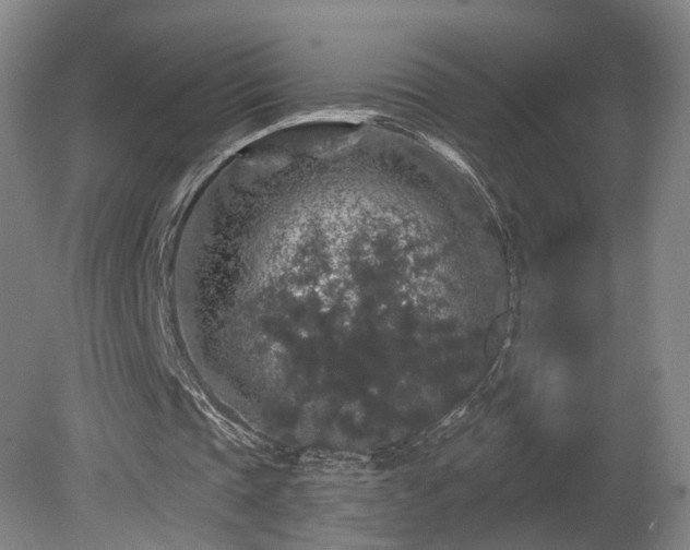 X0000080100337200612151626