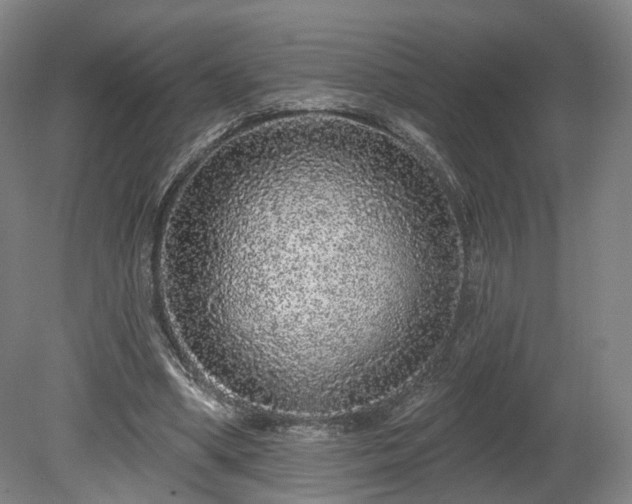 X0000080100394200612151626