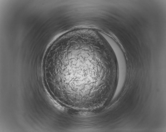 X0000080100795200612151619