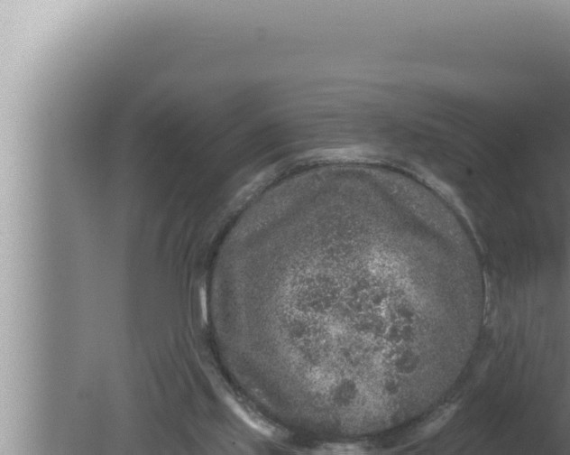 X0000080100061200612221749