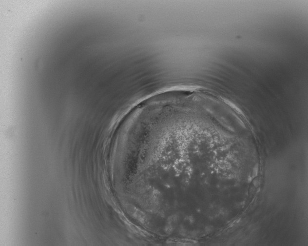 X0000080100337200612221744