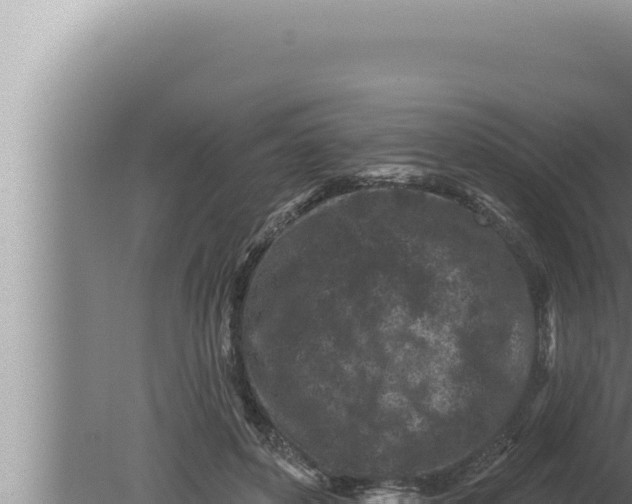 X0000080100504200612221742