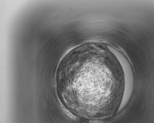 X0000080100795200612221737