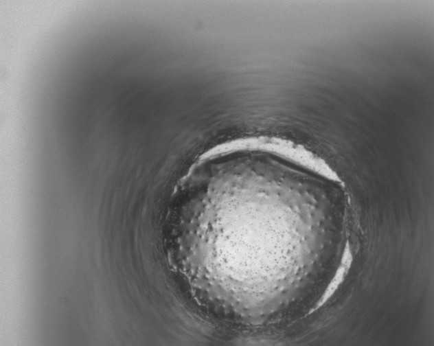 X0000080100817200612221736