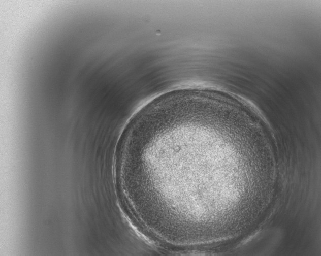 X0000080100839200612221736