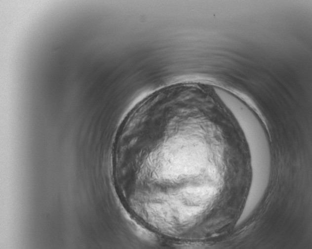 X0000080100999200612221734