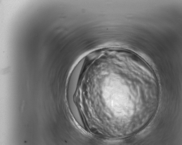 X0000080101296200612221729