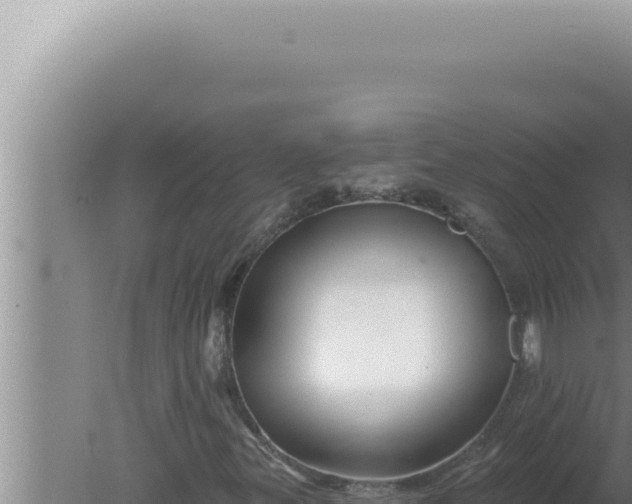 X0000080101299200612221728