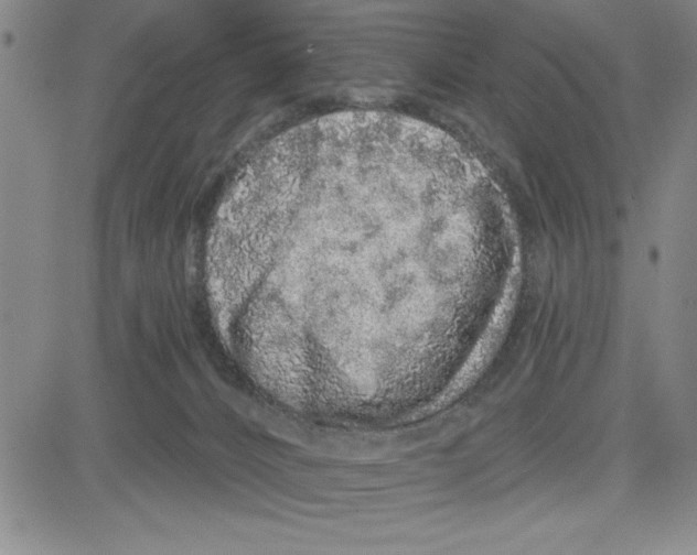 X0000080100032200701051316