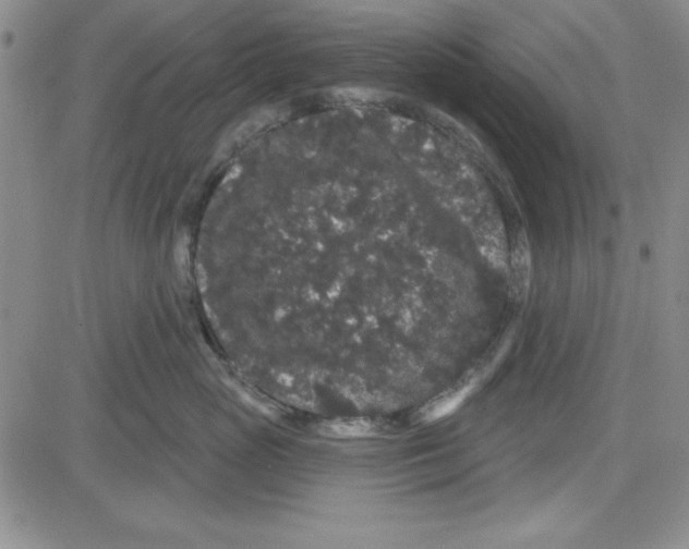 X0000080100765200701051304