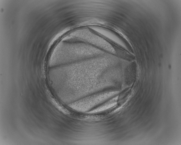 X0000080101026200701051259