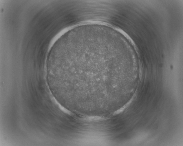 X0000080101294200701051255