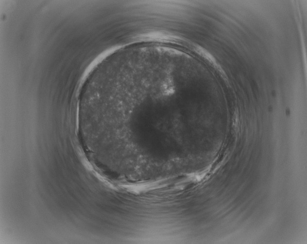 X0000080101323200701051255