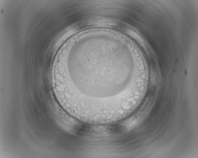 X0000080101338200701051255