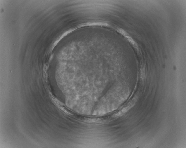 X0000080101369200701051254