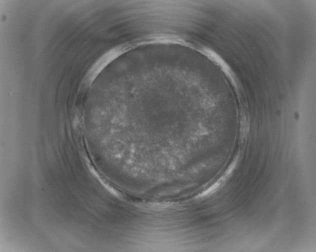 X0000080101385200701051254