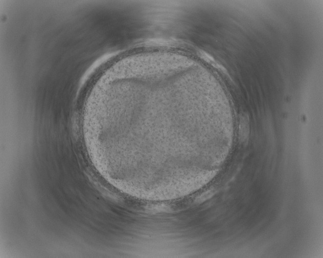 X0000080101454200701051253