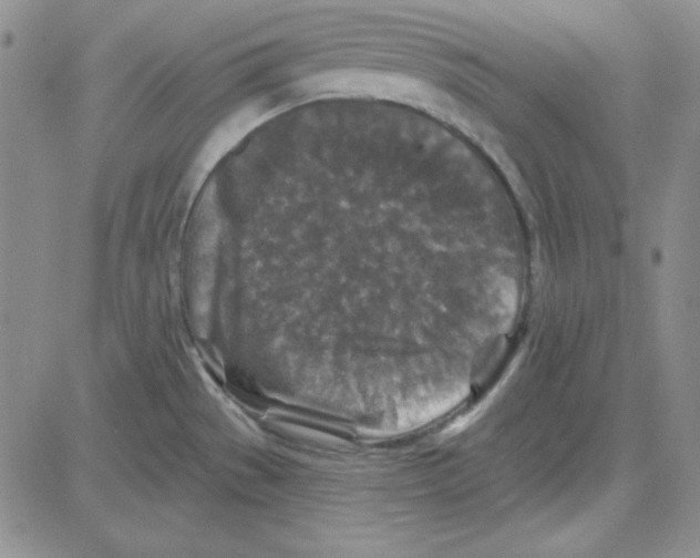 X0000080101529200701051252