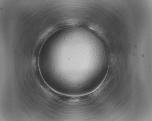 X0000080110066200612081237