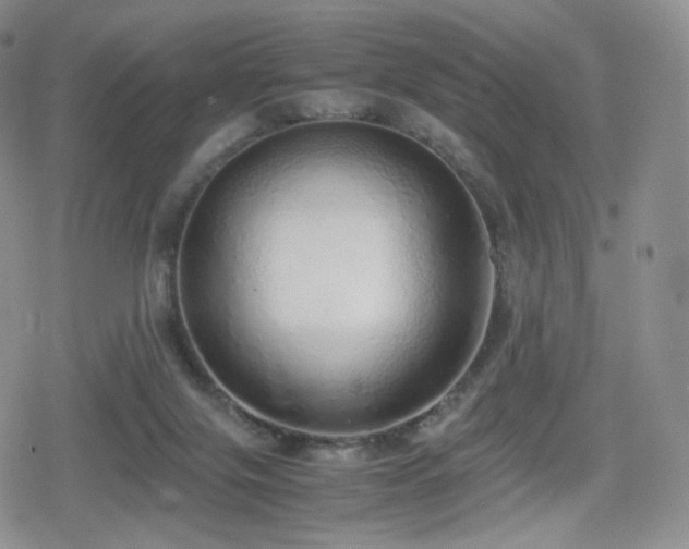 X0000080110071200612081237