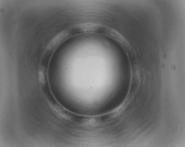 X0000080110074200612081237