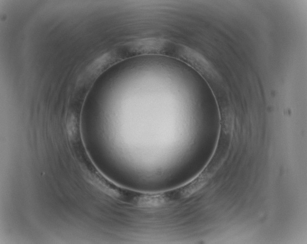 X0000080110077200612081237