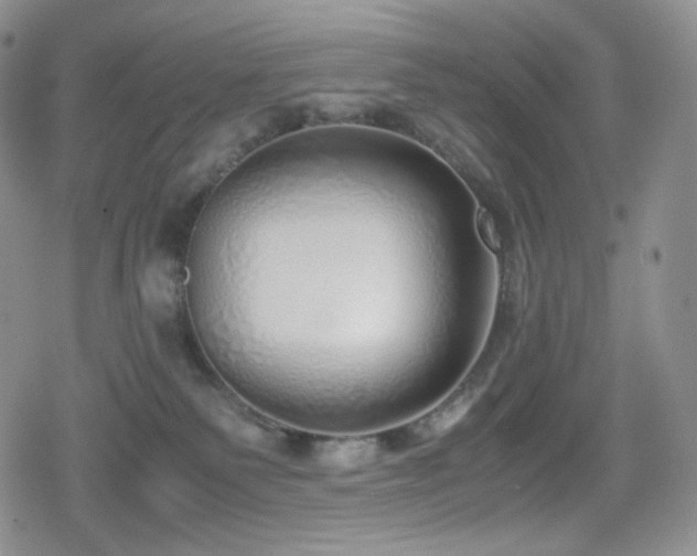 X0000080110135200612081236