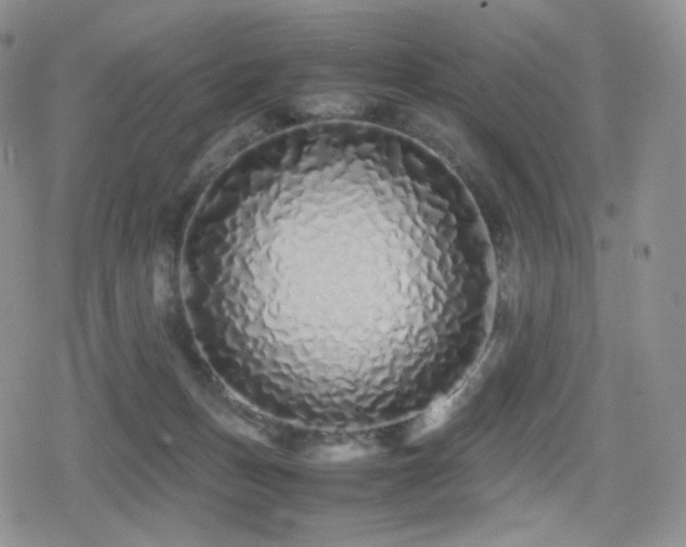 X0000080110175200612081236