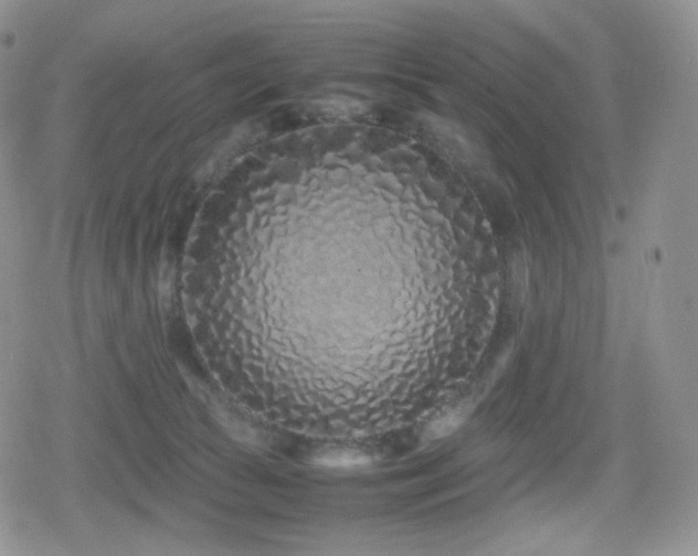 X0000080110177200612081236