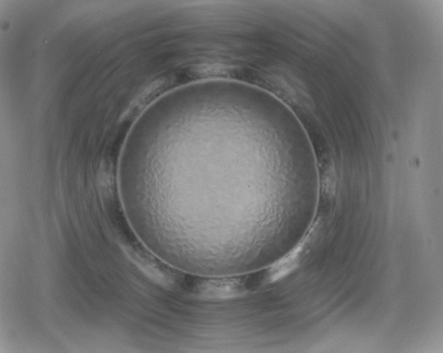 X0000080110179200612081236