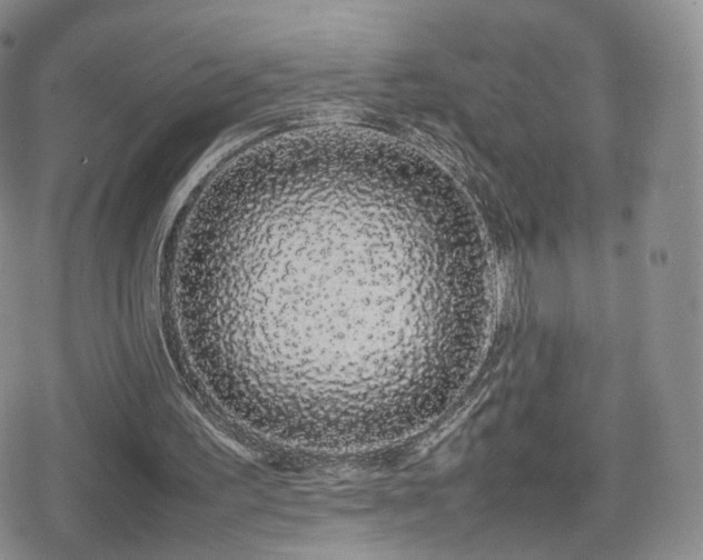 X0000080110195200612081235