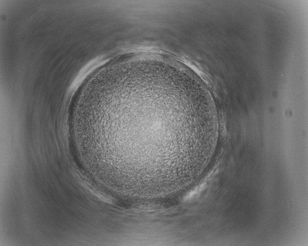 X0000080110199200612081235