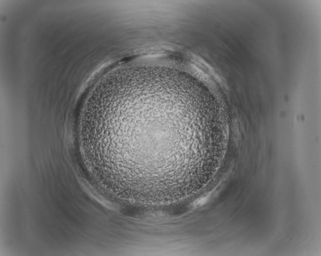 X0000080110203200612081235