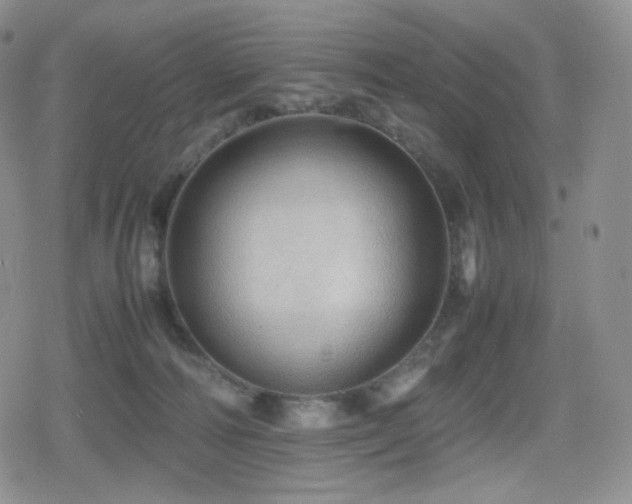 X0000080110226200612081235