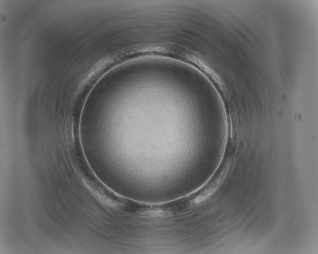 X0000080110253200612081234