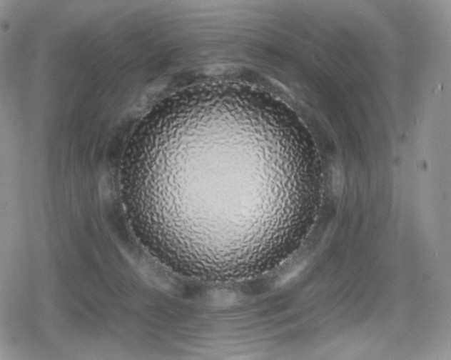 X0000080110272200612081234